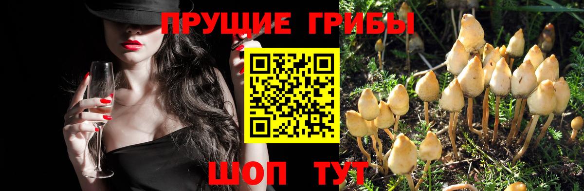 Псилоцибиновые грибы GOLDEN TEACHER Нижний Новгород
